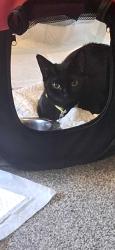 Lost Female Cat last seen Halton view area, Halton, England WA8 0BN