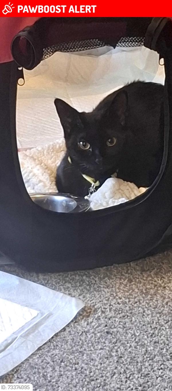 Lost Female Cat last seen Halton view area, Halton, England WA8 0BN