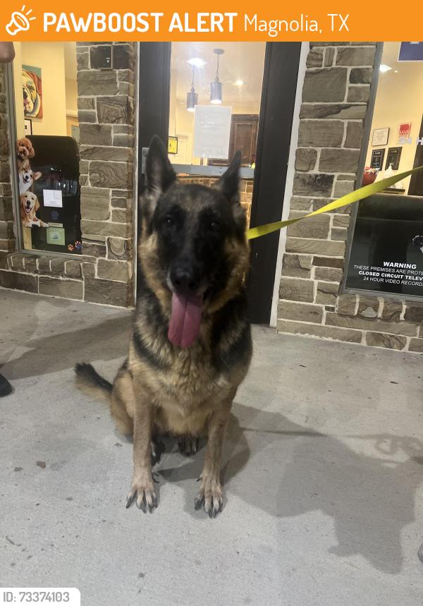 Found/Stray Female Dog last seen Fm1488. Audubon neighborhood, Magnolia, TX 77353