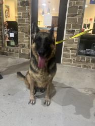 Found/Stray Female Dog last seen Fm1488. Audubon neighborhood, Magnolia, TX 77353