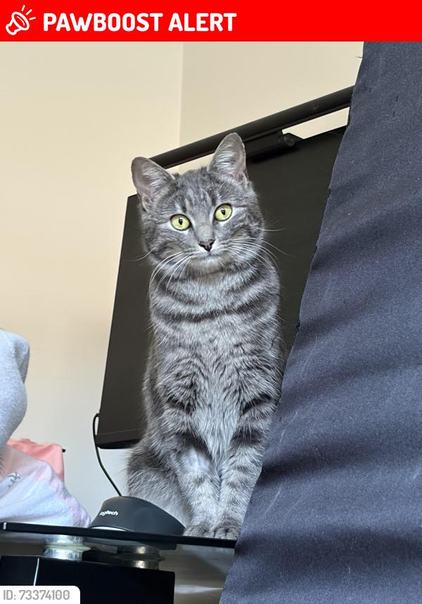 Lost Female Cat last seen Essendon north, Essendon North, VIC 3041
