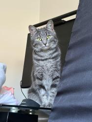 Lost Female Cat last seen Essendon north, Essendon North, VIC 3041