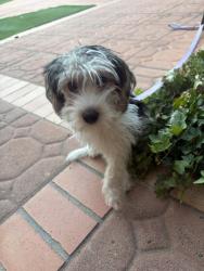 Found/Stray Female Dog last seen Canal Park, Antioch, CA 94509