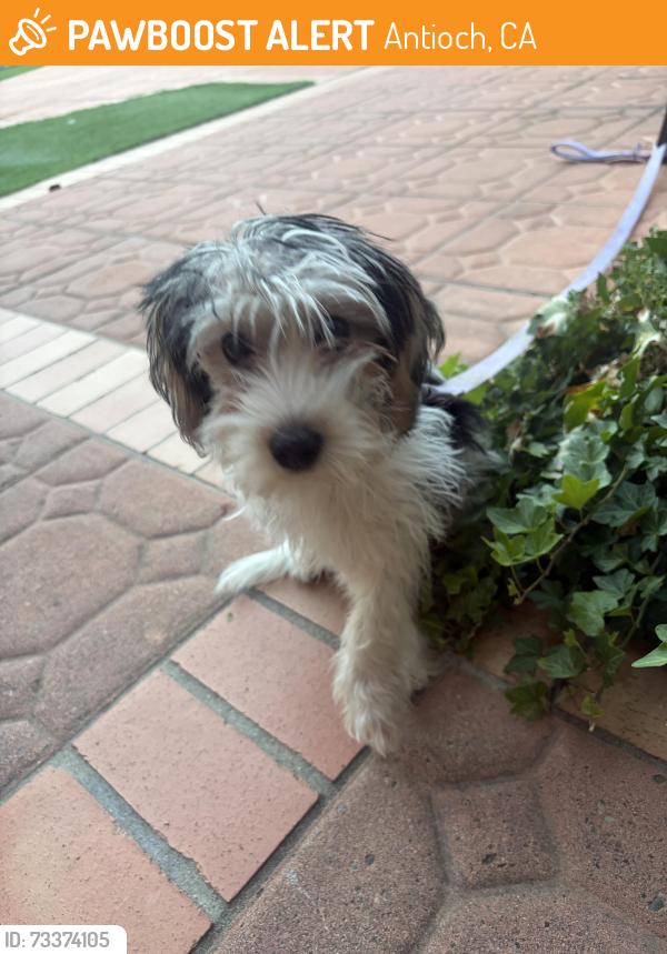 Found/Stray Female Dog last seen Canal Park, Antioch, CA 94509