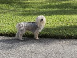 Reunited Unknown Dog last seen Man o war road, Palm Beach Gardens, FL 33418
