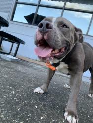 Found/Stray Male Dog last seen Commonwealth, Jacksonville, FL 32254
