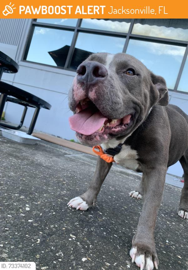Found/Stray Male Dog last seen Commonwealth, Jacksonville, FL 32254