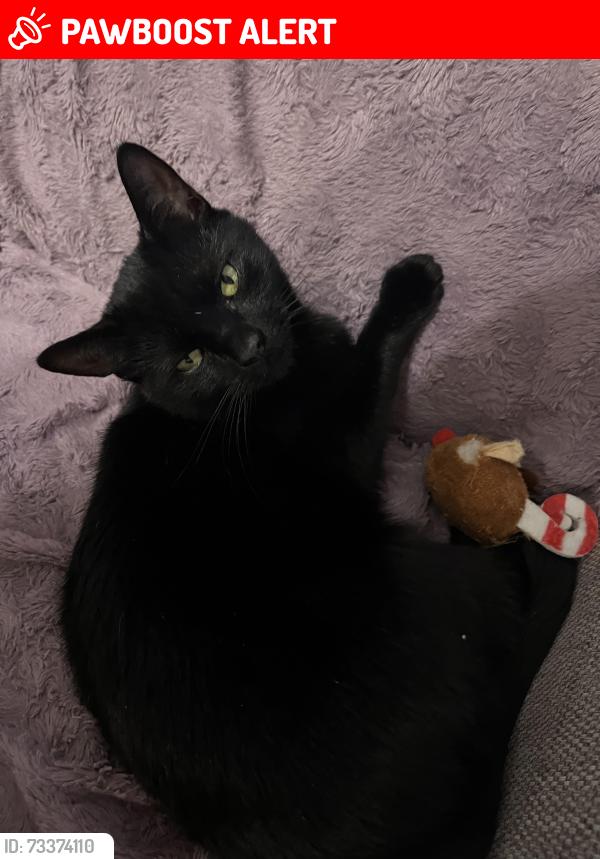 Lost Male Cat last seen darlington road, County Durham, England 