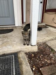 Found/Stray Male Cat last seen Near Neston Drive San Antonio Tx 78239, San Antonio, TX 78239