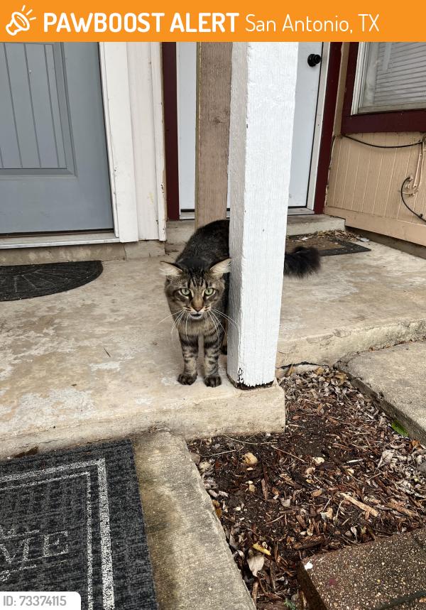 Found/Stray Male Cat last seen Near Neston Drive San Antonio Tx 78239, San Antonio, TX 78239
