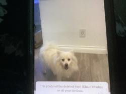 Lost Male Dog last seen Etiwanda and Lindley av, Los Angeles, CA 91335
