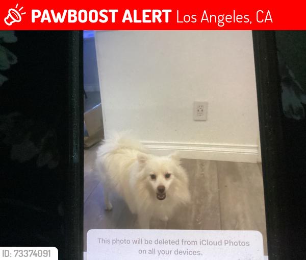 Lost Male Dog last seen Etiwanda and Lindley av, Los Angeles, CA 91335