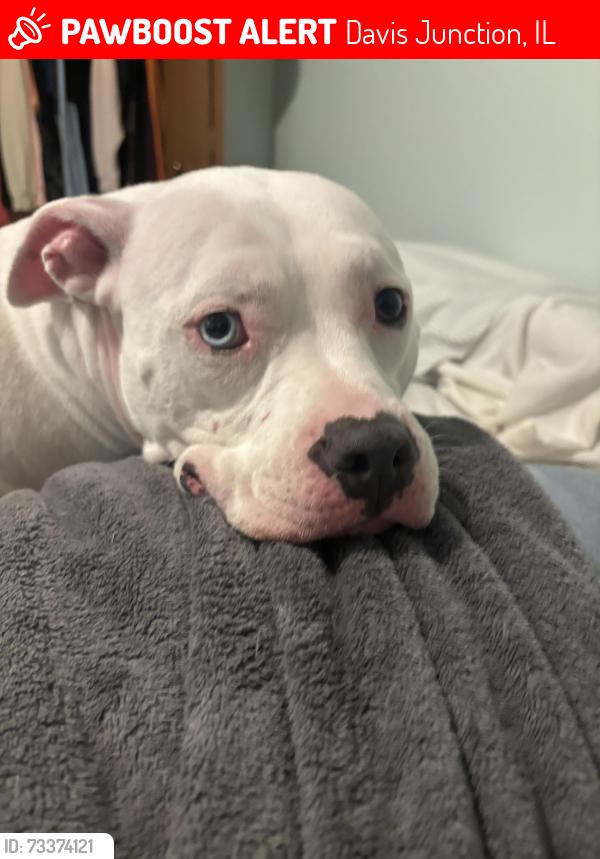 Lost Female Dog last seen Davis junction, Davis Junction, IL 61020