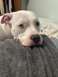 Lost Female Dog last seen Davis junction, Davis Junction, IL 61020