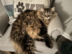 Lost Male Cat last seen Near rolling meadow ct, pickerington ohio 43-47, Pickerington, OH 43147