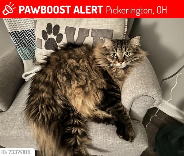 Lost Male Cat last seen Near rolling meadow ct, pickerington ohio 43-47, Pickerington, OH 43147