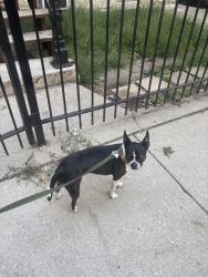 Found/Stray Unknown Dog last seen Chicago and Ashland, Chicago, IL 60622