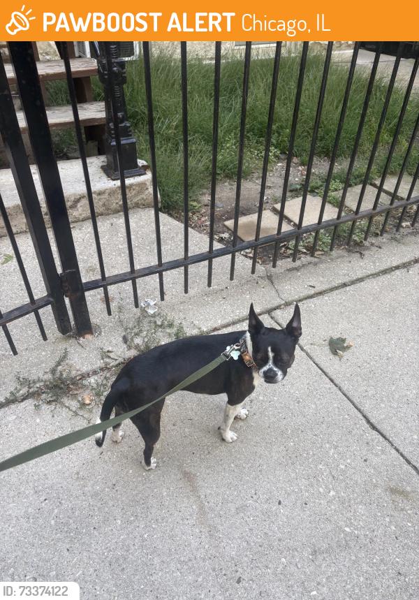 Found/Stray Unknown Dog last seen Chicago and Ashland, Chicago, IL 60622