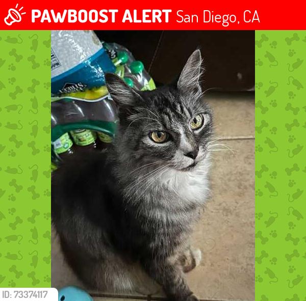 Lost Male Cat last seen Bancroft St and Cedar St., San Diego, CA 92102