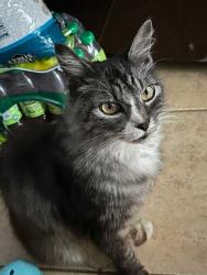 Lost Male Cat last seen Bancroft St and Cedar St., San Diego, CA 92102