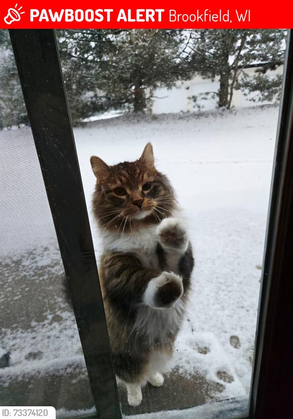 Lost Male Cat last seen Auburn Drive, Brookfield, WI 53045