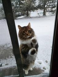 Lost Male Cat last seen Auburn Drive, Brookfield, WI 53045