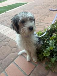 Found/Stray Female Dog last seen Canal park ca, Antioch, CA 94509
