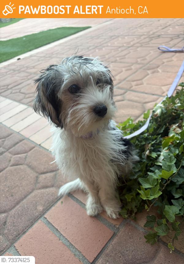 Found/Stray Female Dog last seen Canal park ca, Antioch, CA 94509