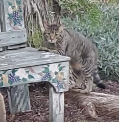 Found/Stray Unknown Cat last seen Trail, behind hses, Aliso Viejo, CA 92656
