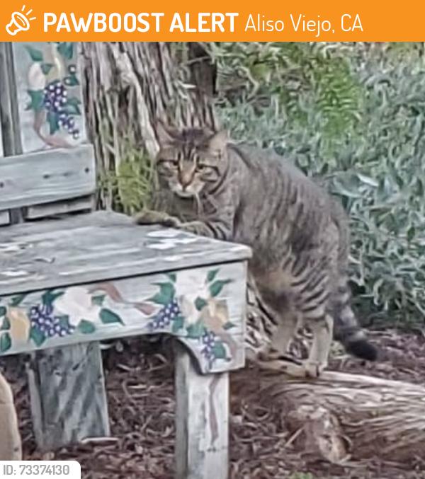 Found/Stray Unknown Cat last seen Trail, behind hses, Aliso Viejo, CA 92656