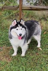 Reunited Female Dog last seen Camp Merrick, Nanjemoy, MD 20662