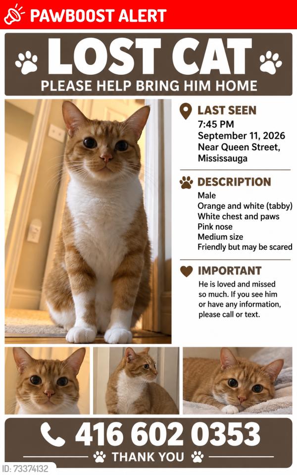 Lost Male Cat last seen Queen street south, Mississauga, ON L5M 1K4