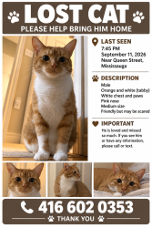 Lost Male Cat last seen Queen street south, Mississauga, ON L5M 1K4