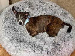 Shelter Stray Female Dog last seen CHARLOTTE, 8315 Byrum Dr, Charlotte, NC 28217, USA