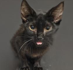 Shelter Stray Male Cat last seen , 3201 Lacy St, Los Angeles, CA 90031, USA