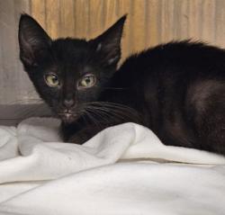 Shelter Stray Female Cat last seen , 3201 Lacy St, Los Angeles, CA 90031, USA