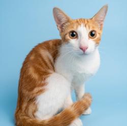 Shelter Stray Male Cat last seen , 1850 W 60th St, Los Angeles, CA 90047, USA
