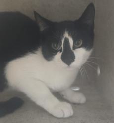 Shelter Stray Female Cat last seen , 957 N Gaffey St, San Pedro, CA 90731, USA