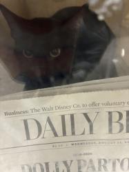 Shelter Stray Male Cat last seen , 957 N Gaffey St, San Pedro, CA 90731, USA