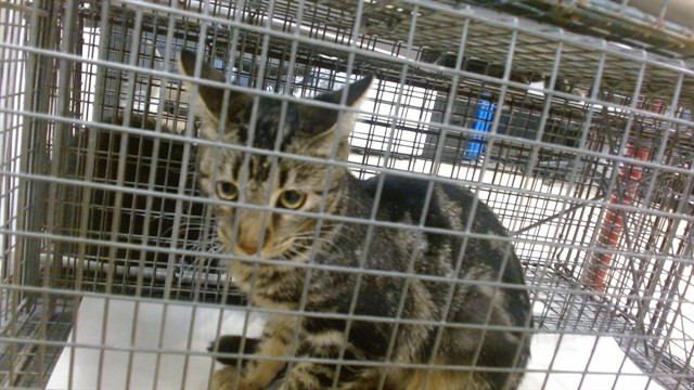 Shelter Stray Female Cat last seen Near BLOCK NW 5 AVE, 3599 NW 79th Ave, Doral, FL 33122, USA