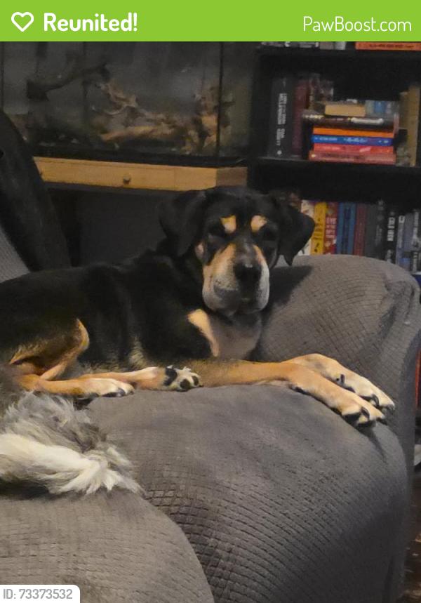 Reunited Male Dog last seen Alabaster and pyrite or alabaster and rosewood, Killeen, TX 76542