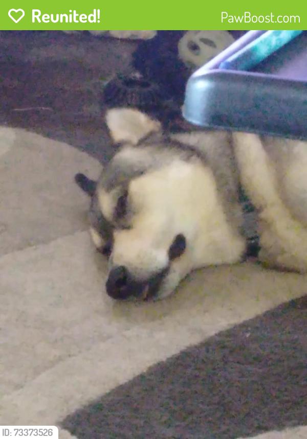 Reunited Male Dog last seen Alabaster and pyrite or alabaster and rosewood, Killeen, TX 76542