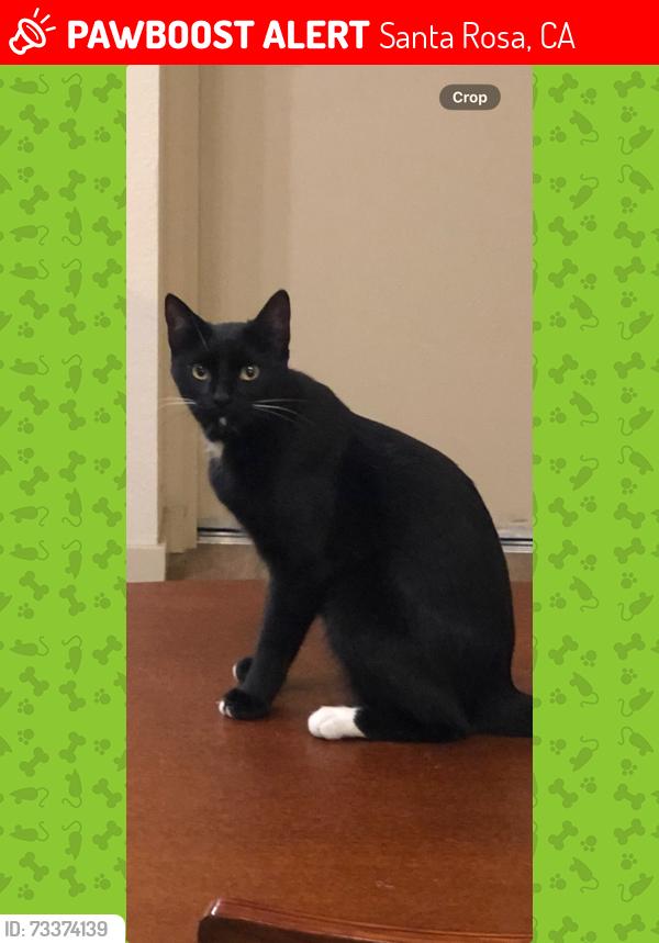 Lost Female Cat last seen Near Fairlie Drive Santa Rosa, Santa Rosa, CA 95403