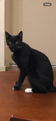 Lost Female Cat last seen Near Fairlie Drive Santa Rosa, Santa Rosa, CA 95403