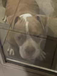 Found/Stray Male Dog last seen Commercial ave, San Antonio, TX 78224