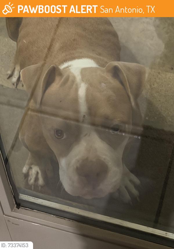 Found/Stray Male Dog last seen Commercial ave, San Antonio, TX 78224