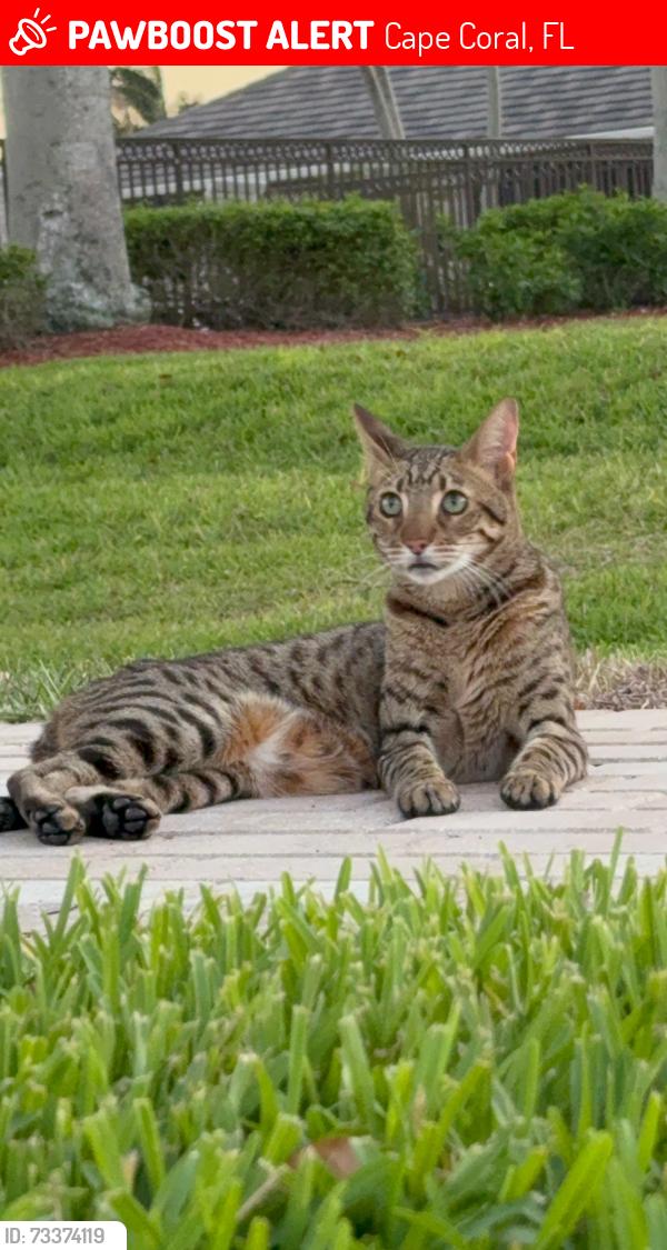 Lost Male Cat last seen Enclave subdivision. Near Publix Chiquita CCPKY, Cape Coral, FL 33914