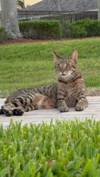 Lost Male Cat last seen Enclave subdivision. Near Publix Chiquita CCPKY, Cape Coral, FL 33914