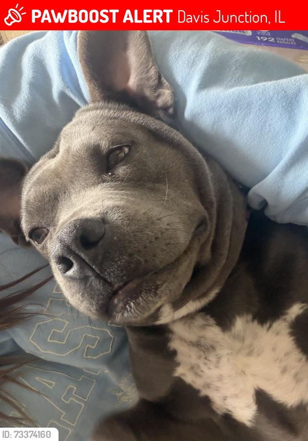 Lost Female Dog last seen Davis Junction, Davis Junction, IL 61020