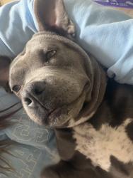 Lost Female Dog last seen Davis Junction, Davis Junction, IL 61020